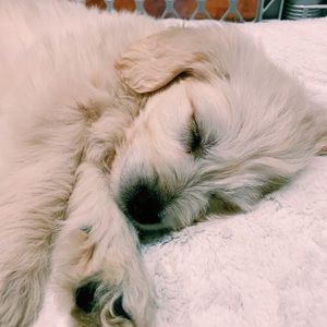 Meet your Posher, Karin